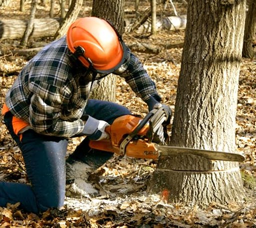 Tree Removal in Boston, VA